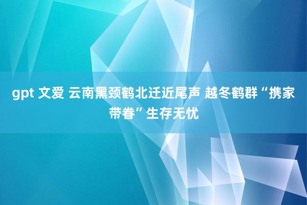 gpt 文爱 云南黑颈鹤北迁近尾声 越冬鹤群“携家带眷”生存无忧
